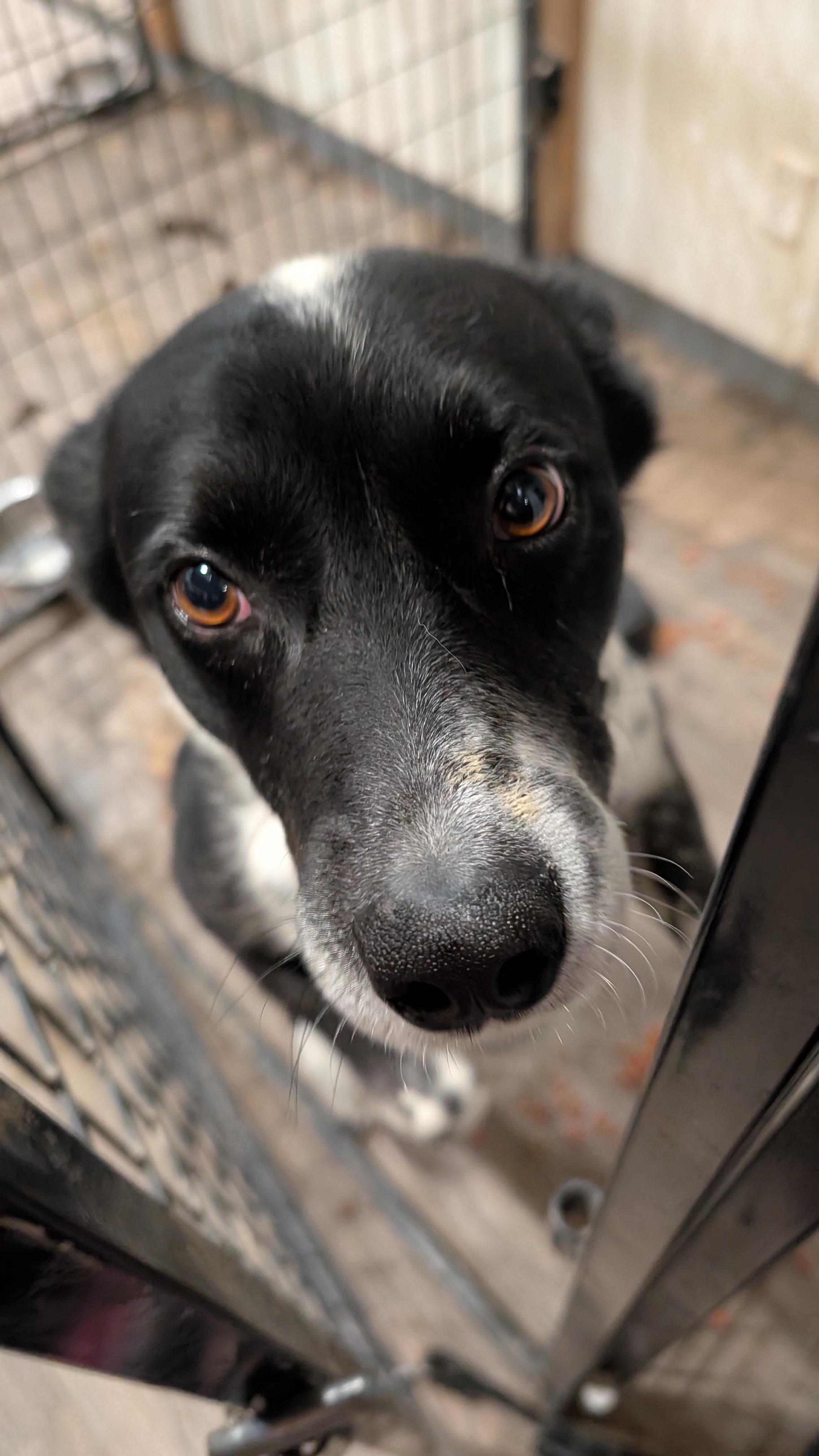 Jet, a Adopted mixed breed in Castle Dale, UT image 2/6
