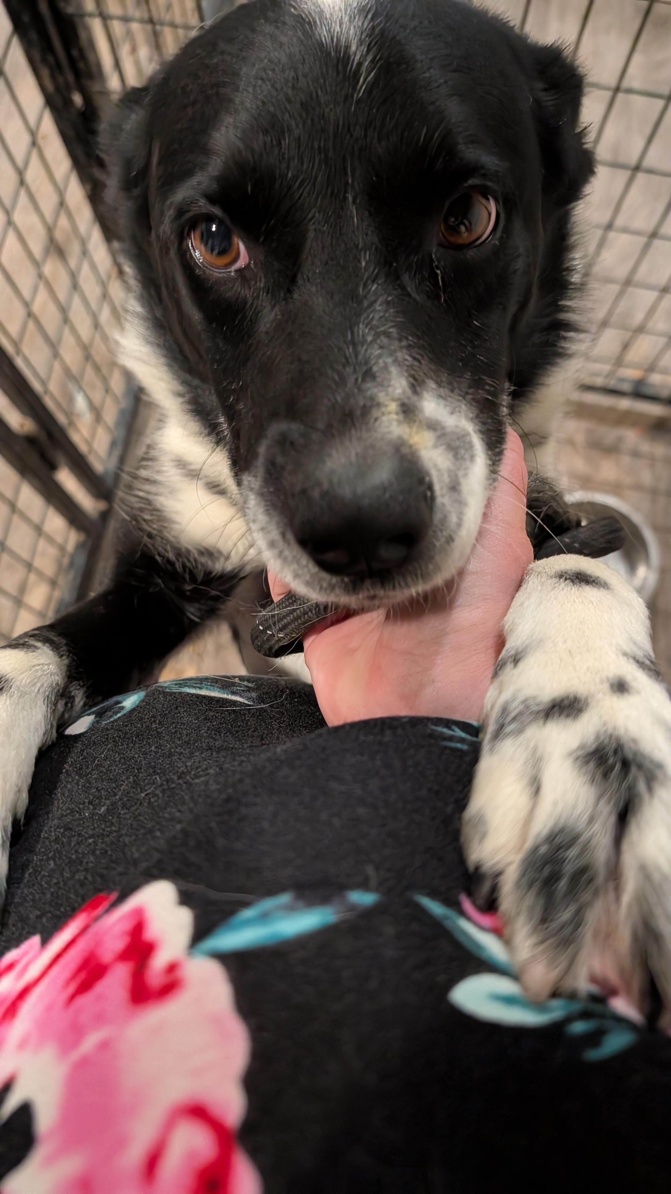 Jet, a Adopted mixed breed in Castle Dale, UT image 6/6