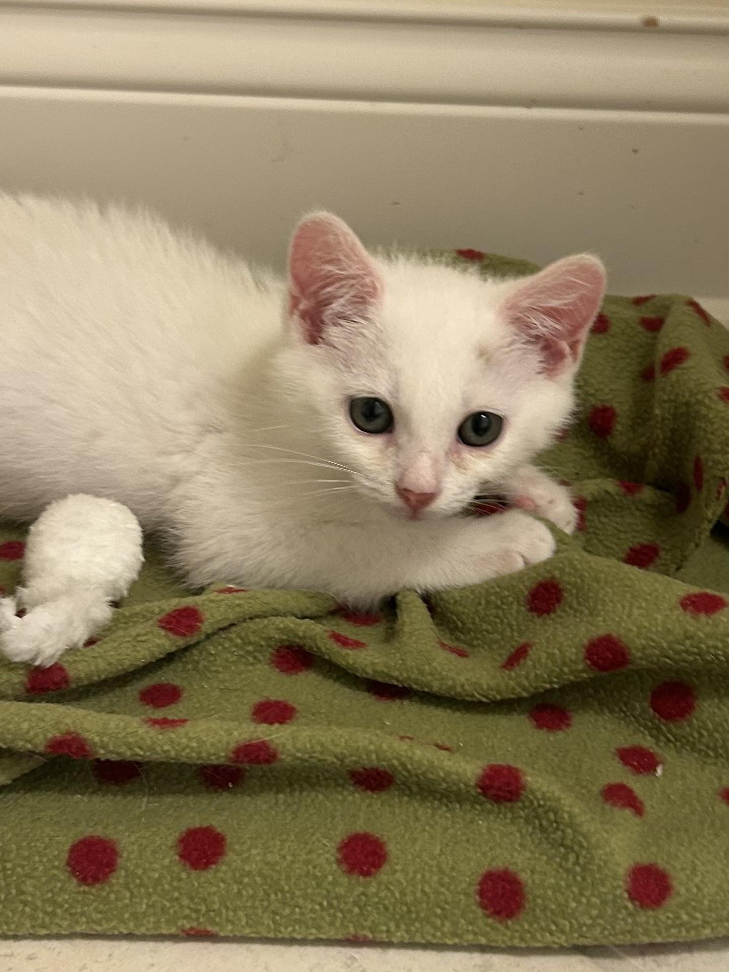 Enlarge Levi, a ADOPTABLE Domestic Short Hair in Jeffersonville, IN image 2/4