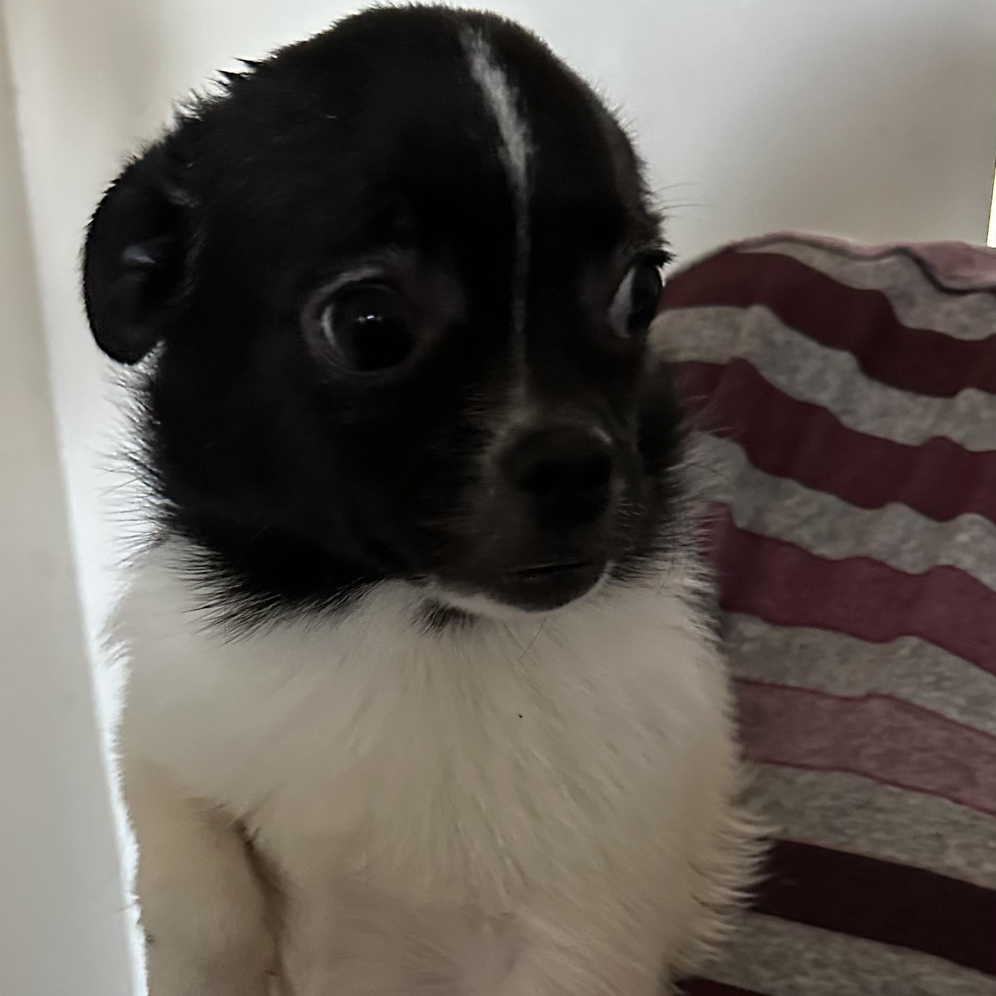 Enlarge Mabel, an adopted mixed breed in Seal Beach, CA image 2/5