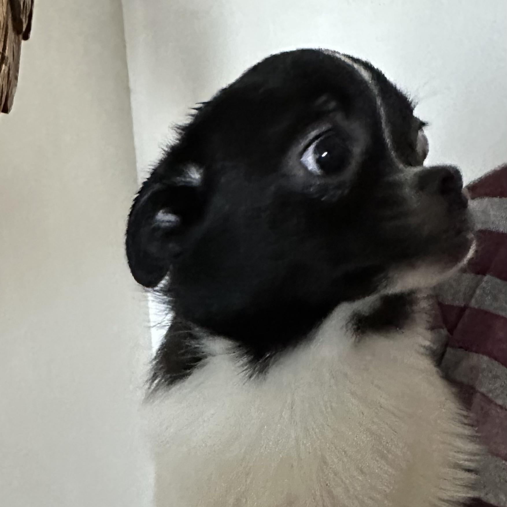 Enlarge Mabel, an adopted mixed breed in Seal Beach, CA image 3/5