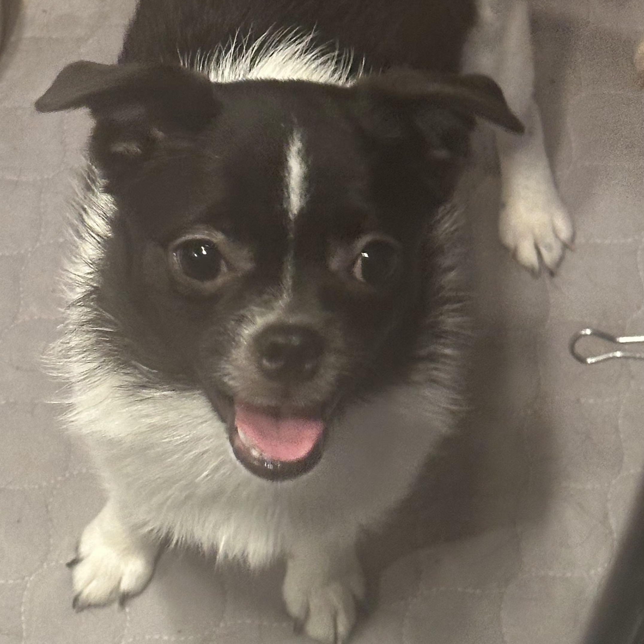 Enlarge Mabel, an adopted mixed breed in Seal Beach, CA image 4/5