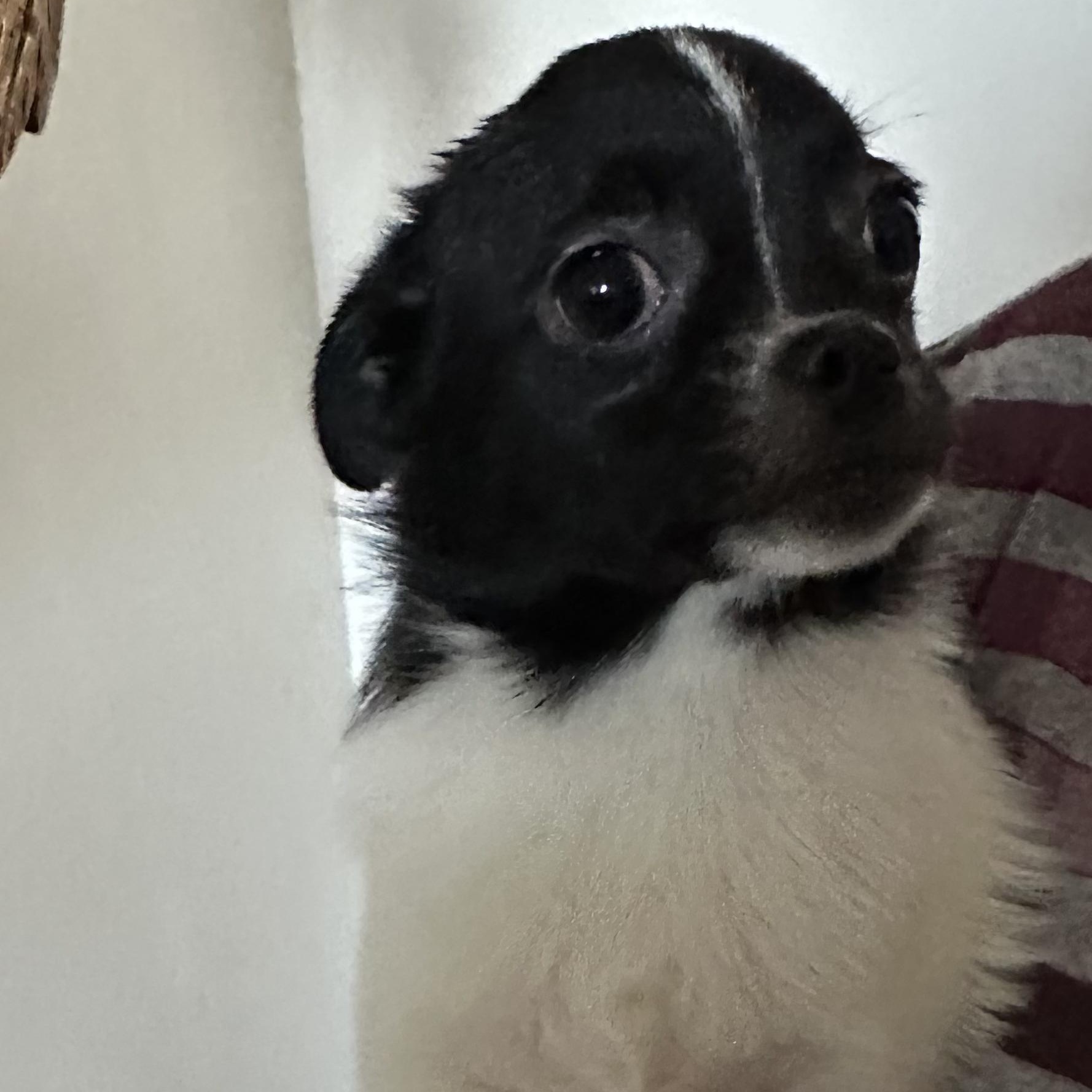 Enlarge Mabel, an adopted mixed breed in Seal Beach, CA image 1/5