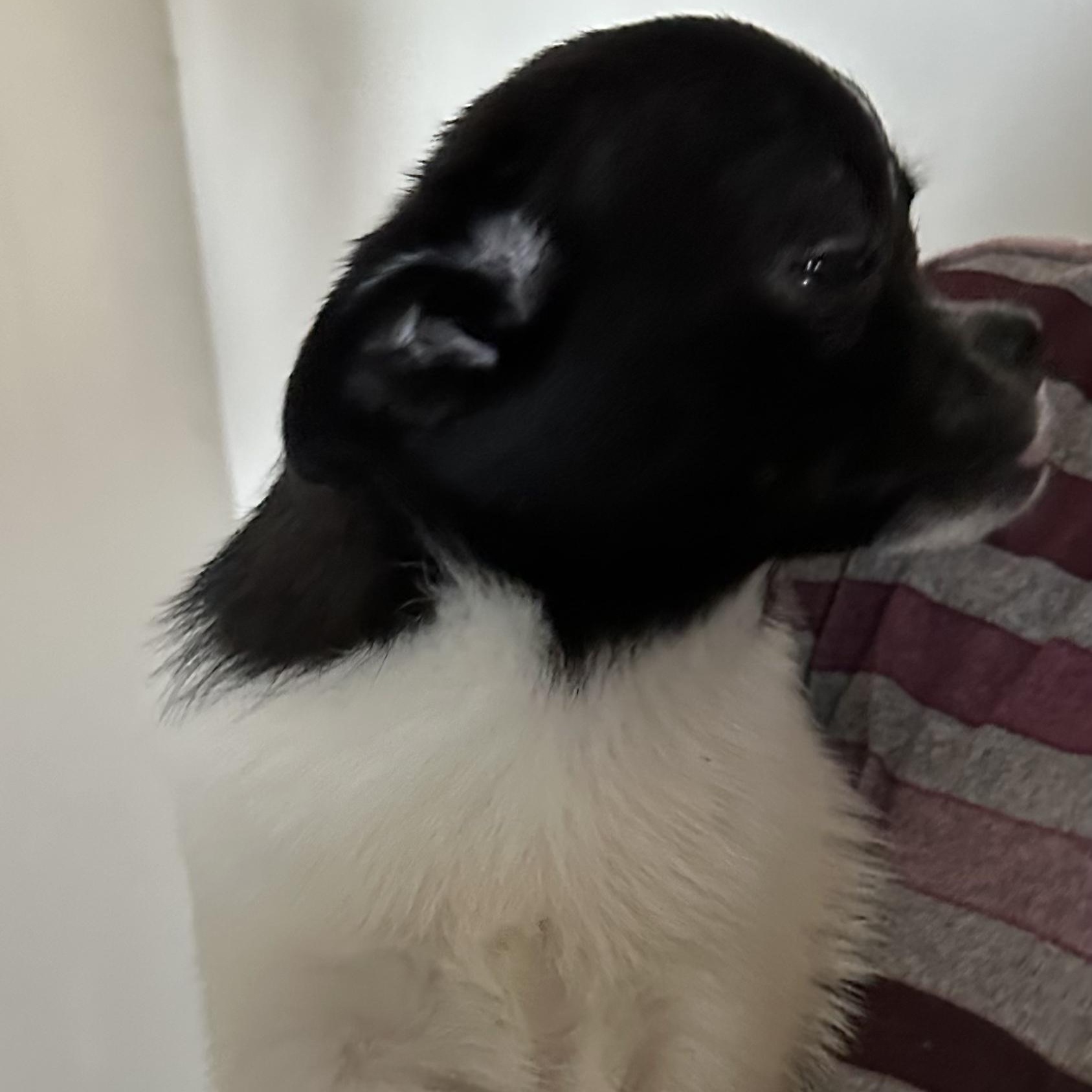 Enlarge Mabel, an adopted mixed breed in Seal Beach, CA image 5/5