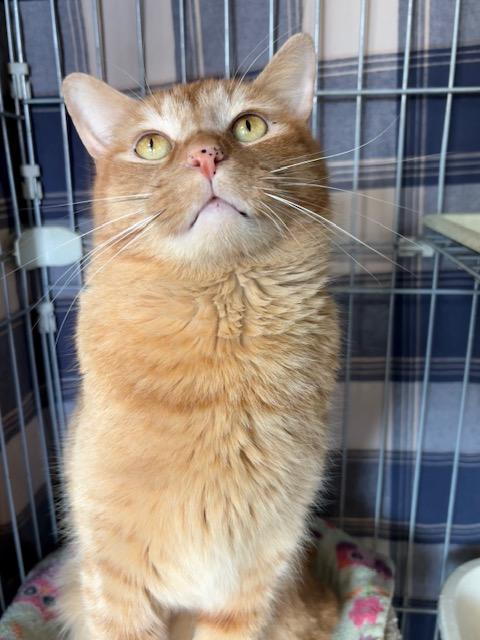 Enlarge Felix, a ADOPTABLE Domestic Short Hair in Grass Valley, CA image 1/1
