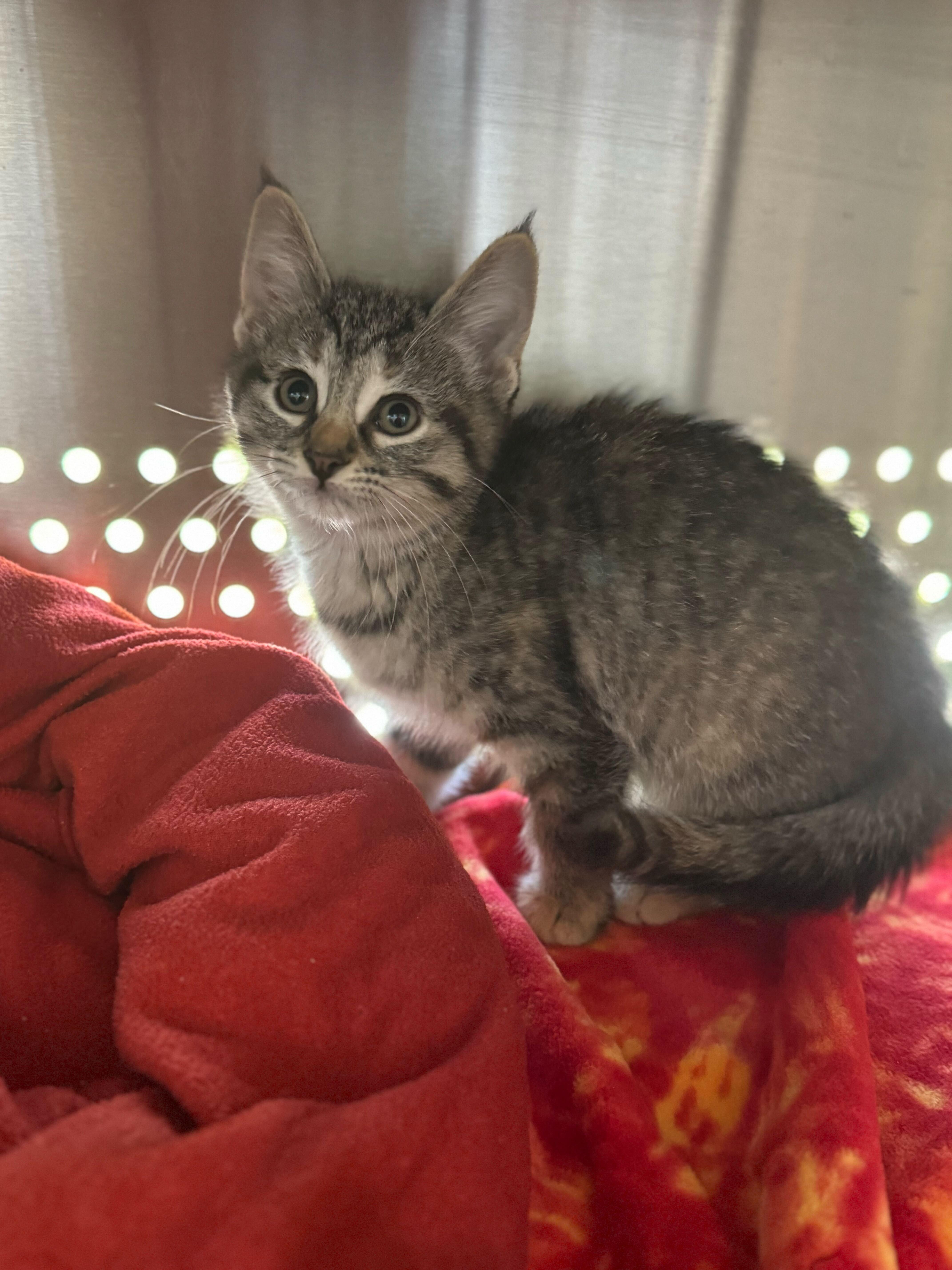 Scary Spice, Young Female Torbie