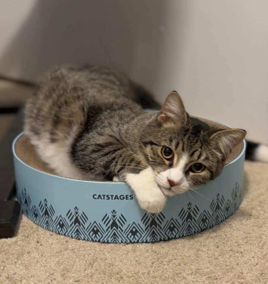 Polly, Adoptable, Young Male Domestic Short Hair.