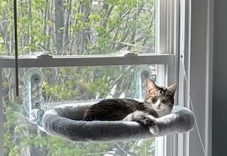 Enlarge Polly, a Adoptable Domestic Short Hair in Carnegie, PA image 2/4