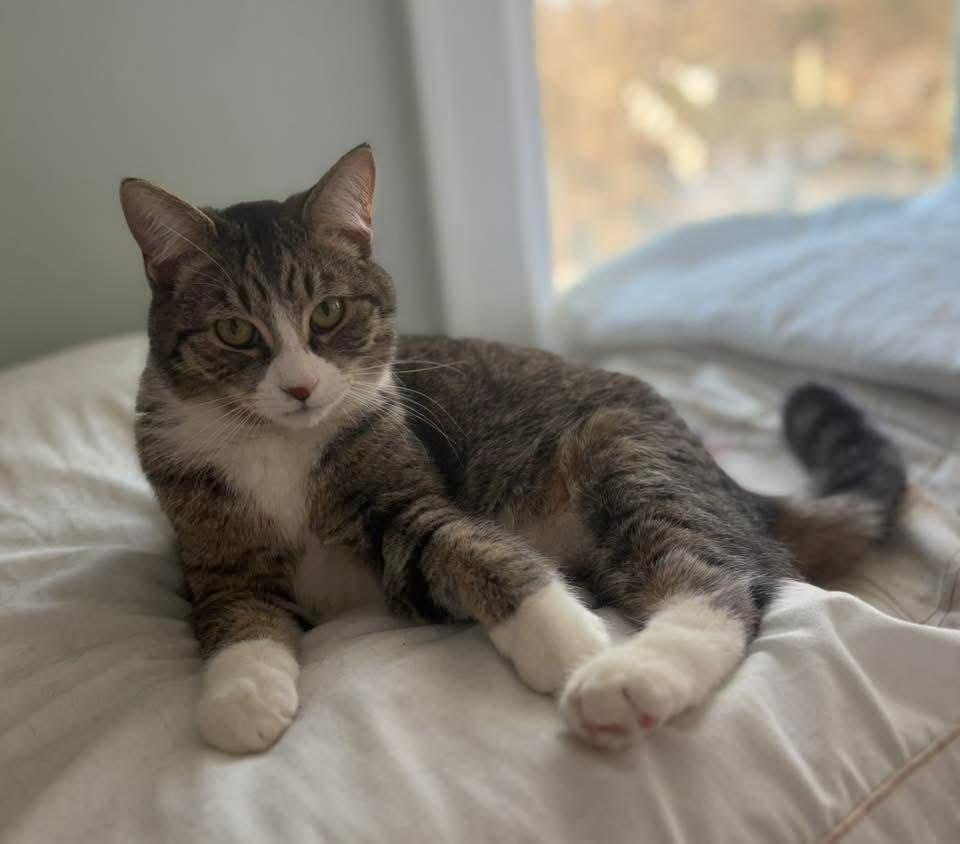 Enlarge Polly, a Adoptable Domestic Short Hair in Carnegie, PA image 3/4