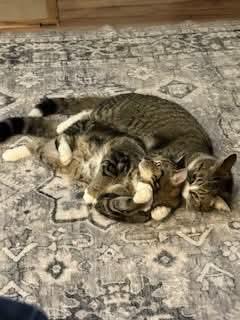 Enlarge Polly, a Adoptable Domestic Short Hair in Carnegie, PA image 4/4