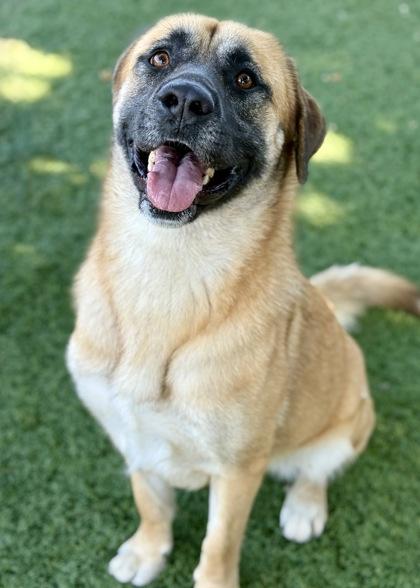 Katie, a Adoptable mixed breed in Red Bluff, CA image 3/3