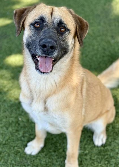 Katie, a Adoptable mixed breed in Red Bluff, CA image 2/3