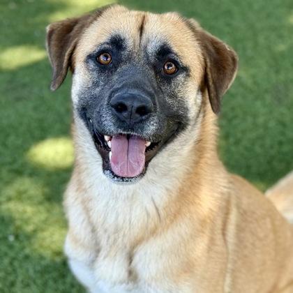 Katie, a Adoptable mixed breed in Red Bluff, CA image 1/3