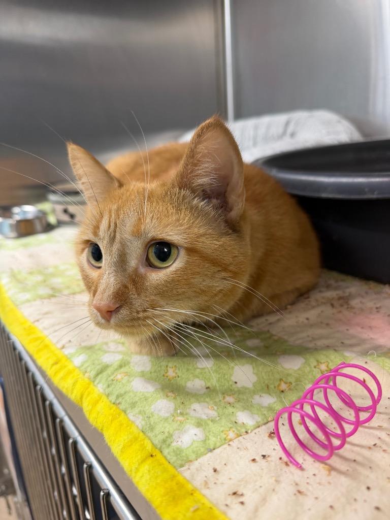 Peanut, Adoptable, Young Female Domestic Short Hair.