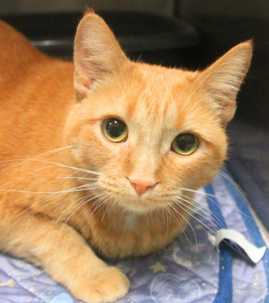 Enlarge Peanut, a Adoptable mixed breed in Utica, MI image 2/2