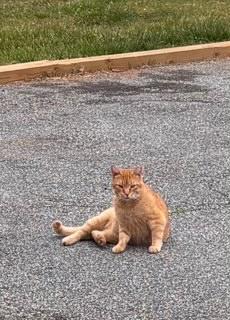 Beto, ADOPTABLE, Adult Male Domestic Short Hair.