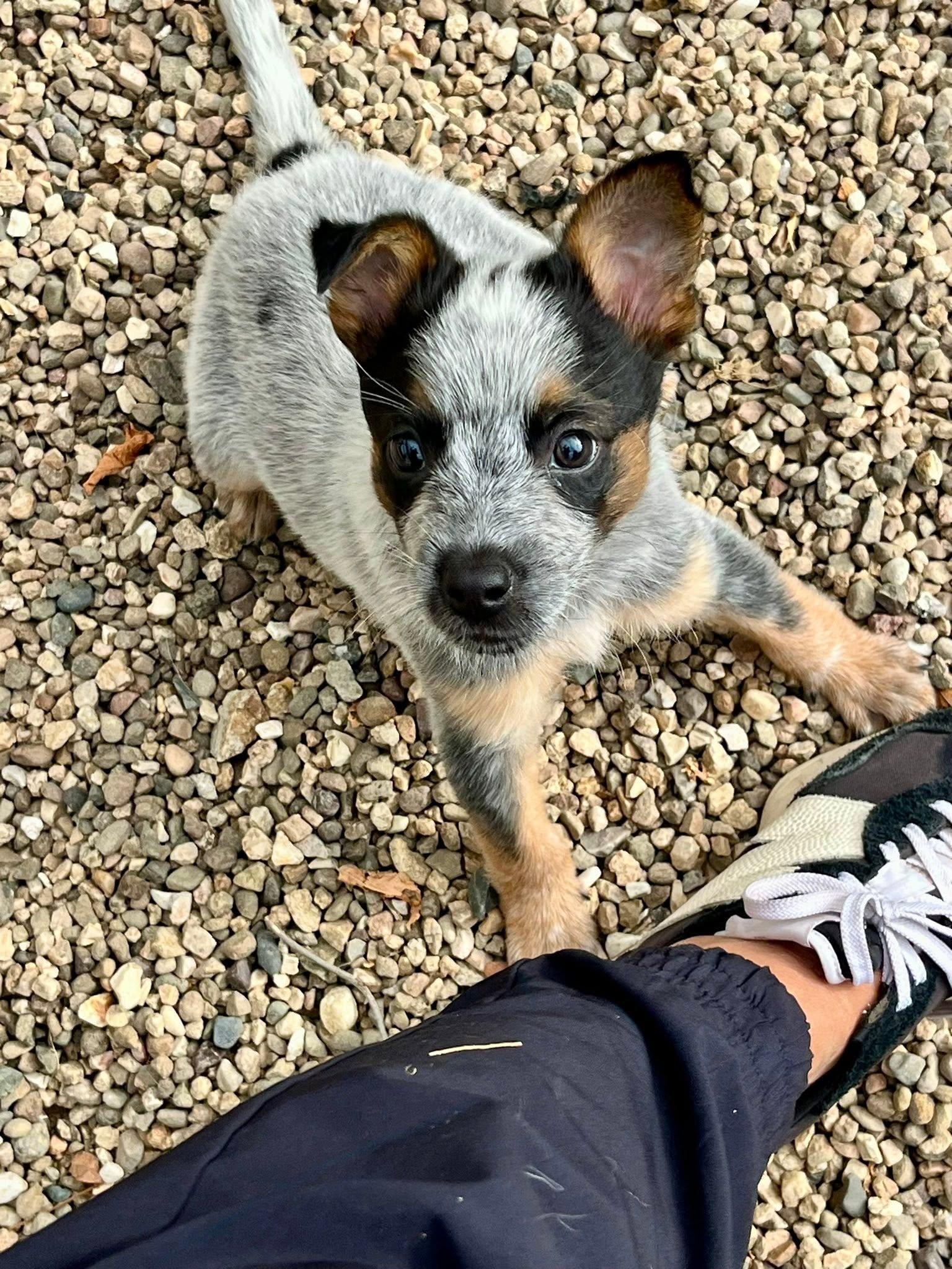 Enlarge Reina, a Adoptable Australian Cattle Dog / Blue Heeler in Paso Robles, CA image 1/2
