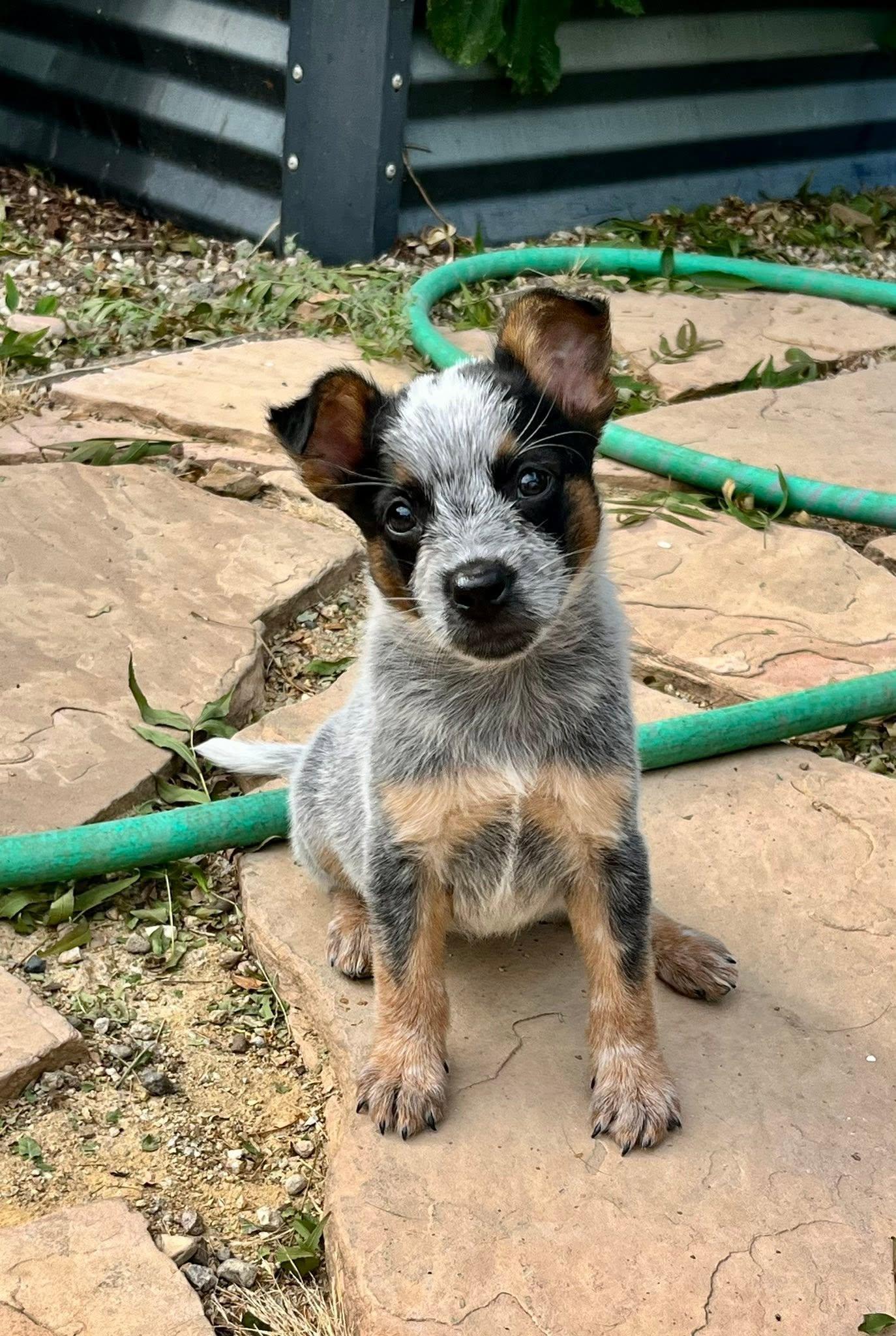 Enlarge Reina, a Adoptable Australian Cattle Dog / Blue Heeler in Paso Robles, CA image 2/2