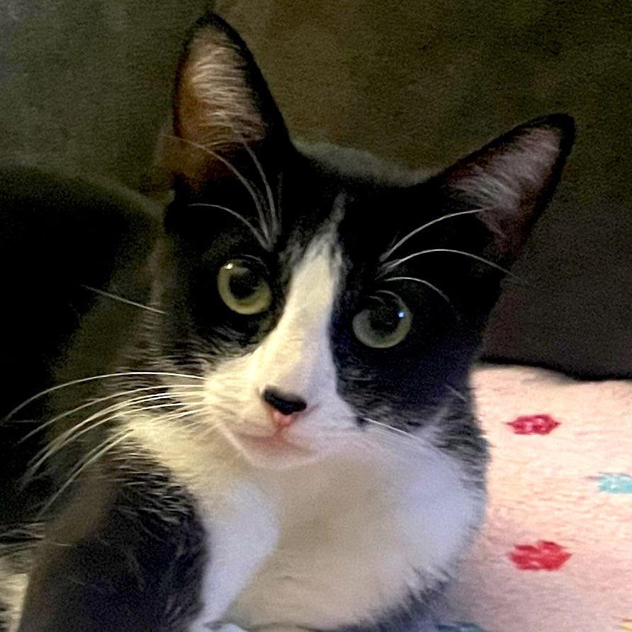 Moo (Courtesy Post), Adoptable, Adult Female Domestic Short Hair.