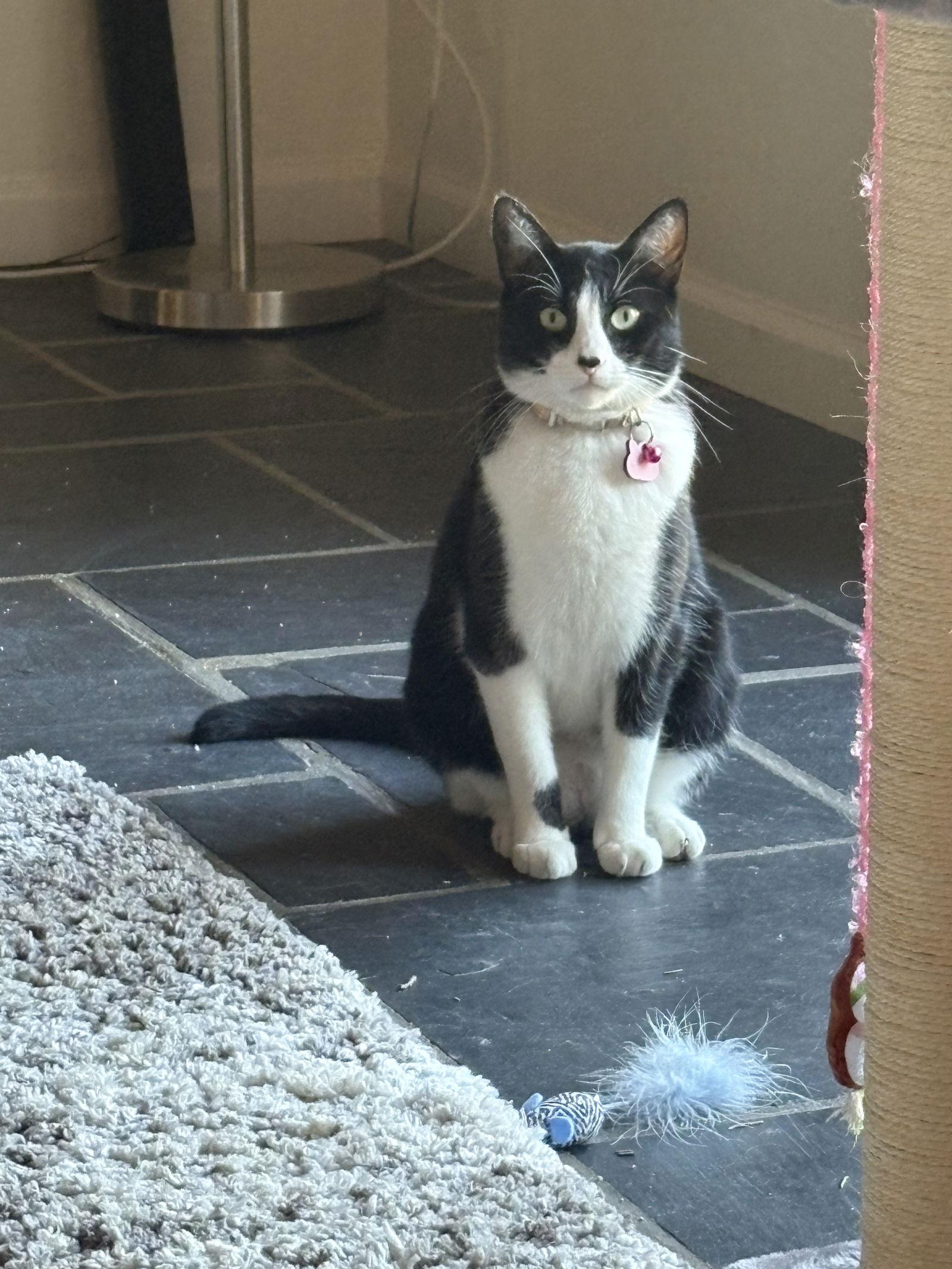 Moo (Courtesy Post), a Adoptable Domestic Short Hair in San Jose, CA image 3/3