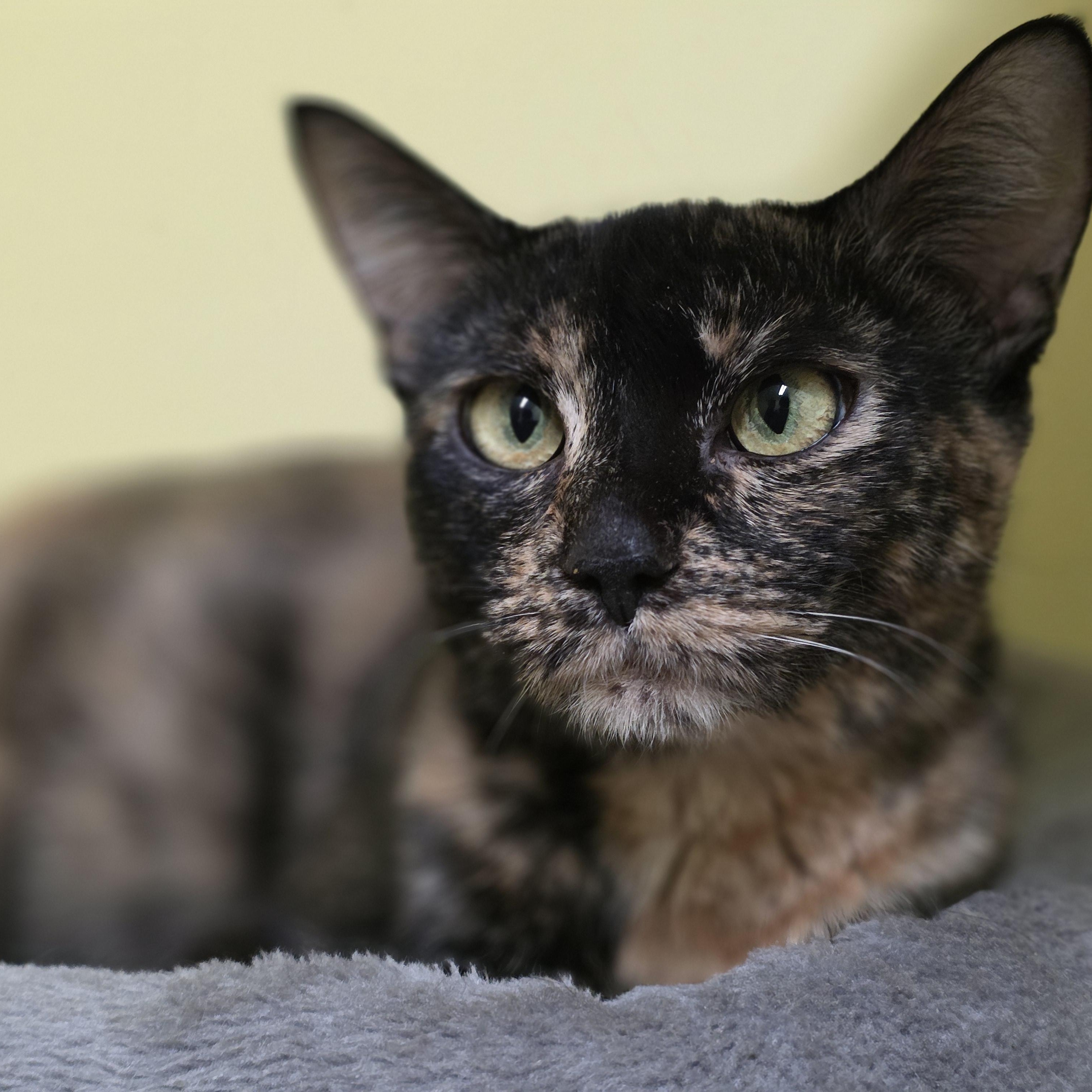 Wendy, adopted, Adult Female Tortoiseshell.