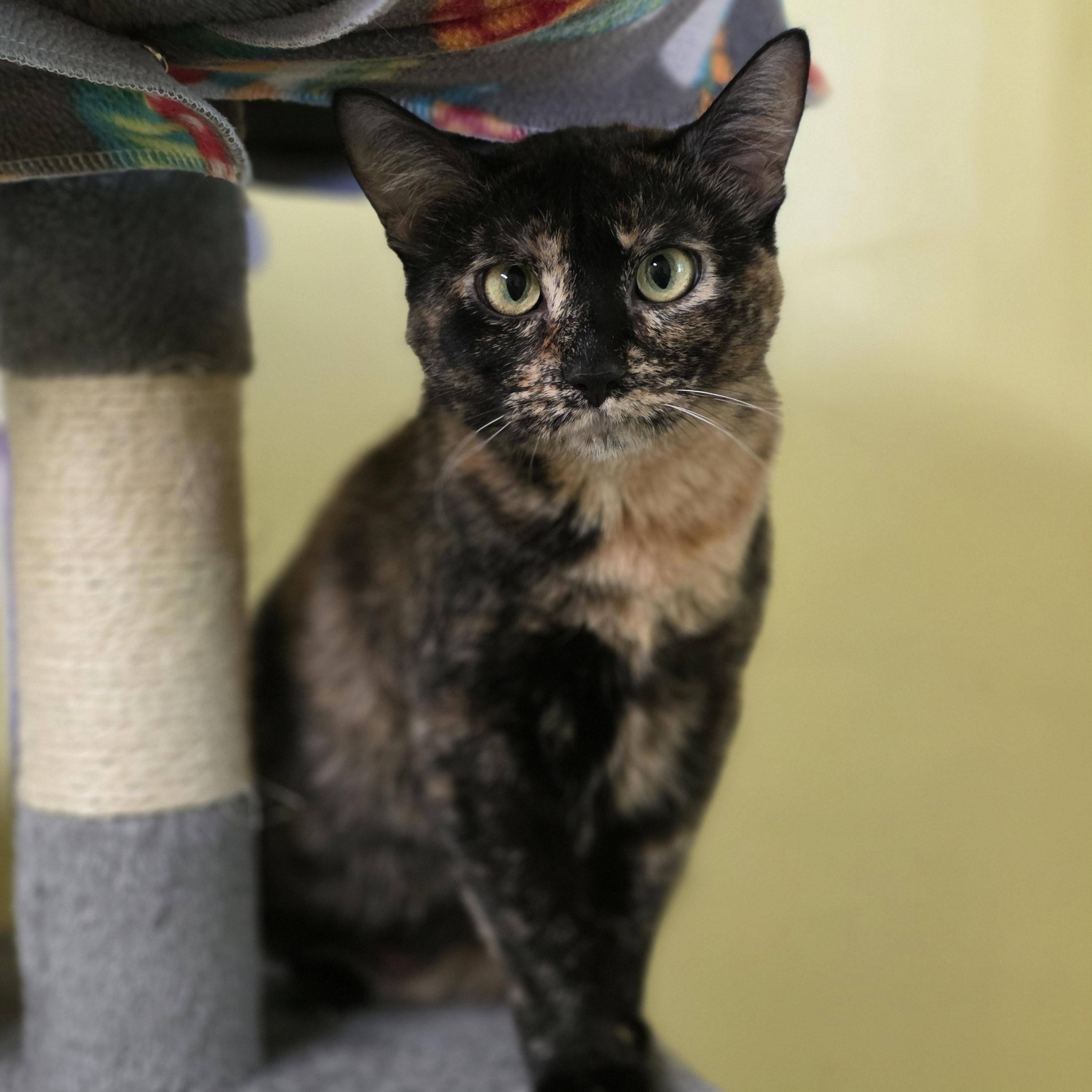 Enlarge Wendy, an adopted Tortoiseshell in Quilcene, WA image 2/2