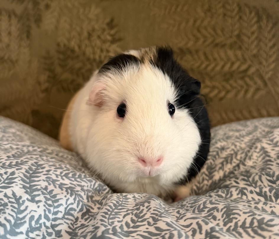 Apricot & Clementine BONDED, ADOPTABLE, Adult Female Guinea Pig.