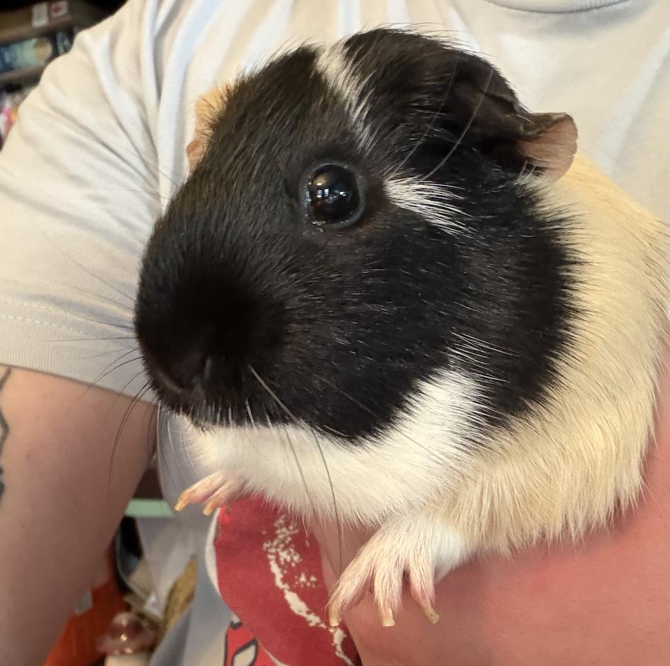 Apricot & Clementine BONDED, a ADOPTABLE Guinea Pig in Minneapolis, MN image 6/6