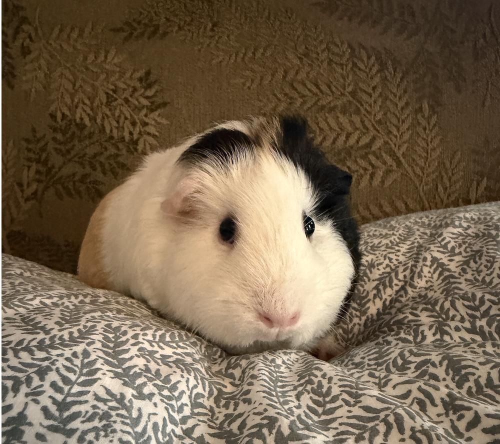 Apricot & Clementine BONDED, a ADOPTABLE Guinea Pig in Minneapolis, MN image 5/6