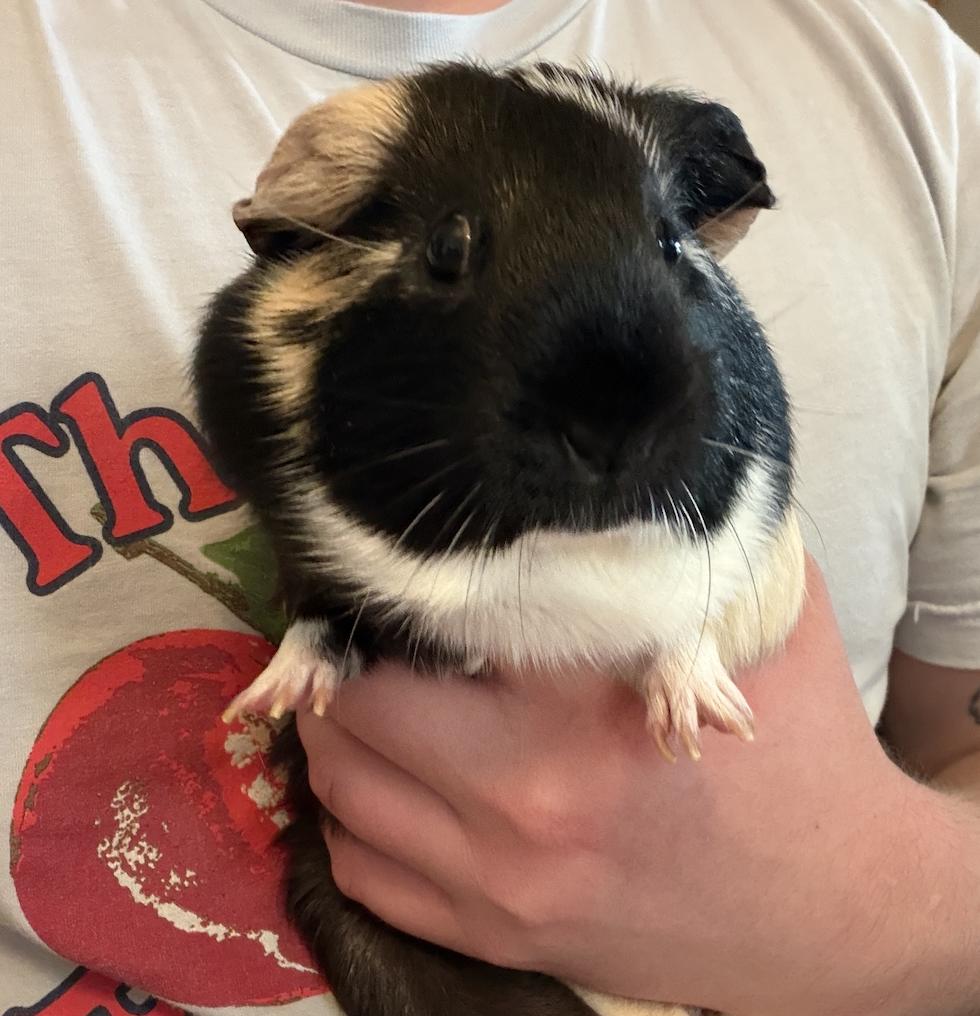 Apricot & Clementine BONDED, a ADOPTABLE Guinea Pig in Minneapolis, MN image 2/6