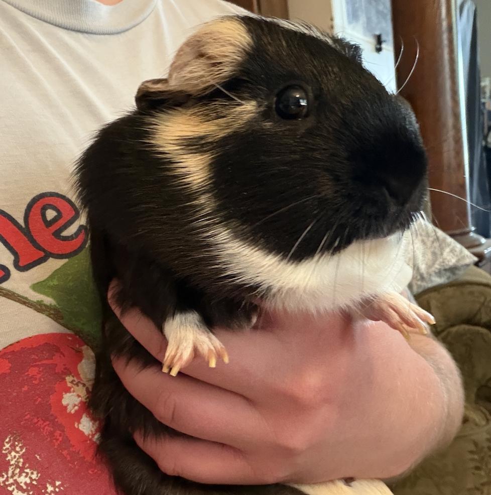 Apricot & Clementine BONDED, a ADOPTABLE Guinea Pig in Minneapolis, MN image 4/6