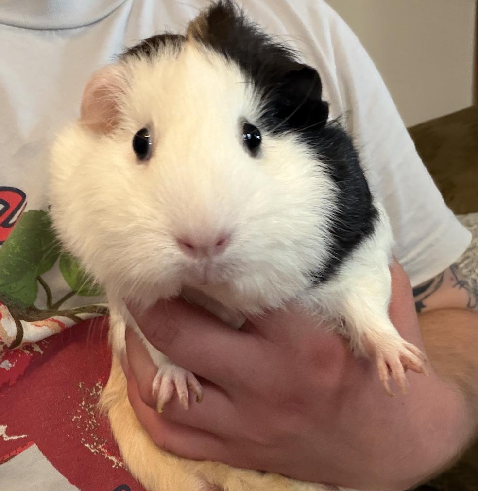 Apricot & Clementine BONDED, a ADOPTABLE Guinea Pig in Minneapolis, MN image 3/6