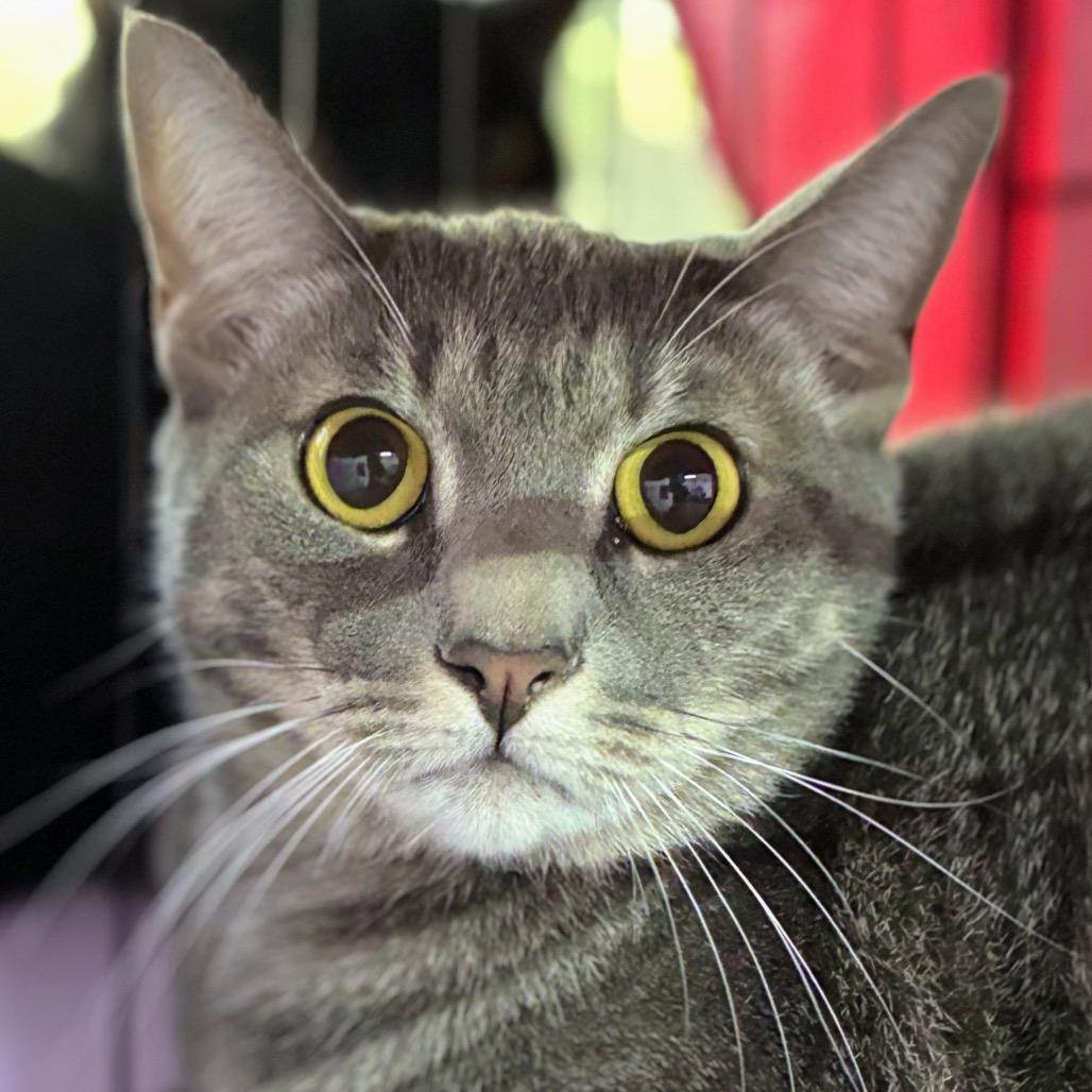 Charlotte Rousse, Adoptable, Adult Female Domestic Short Hair.