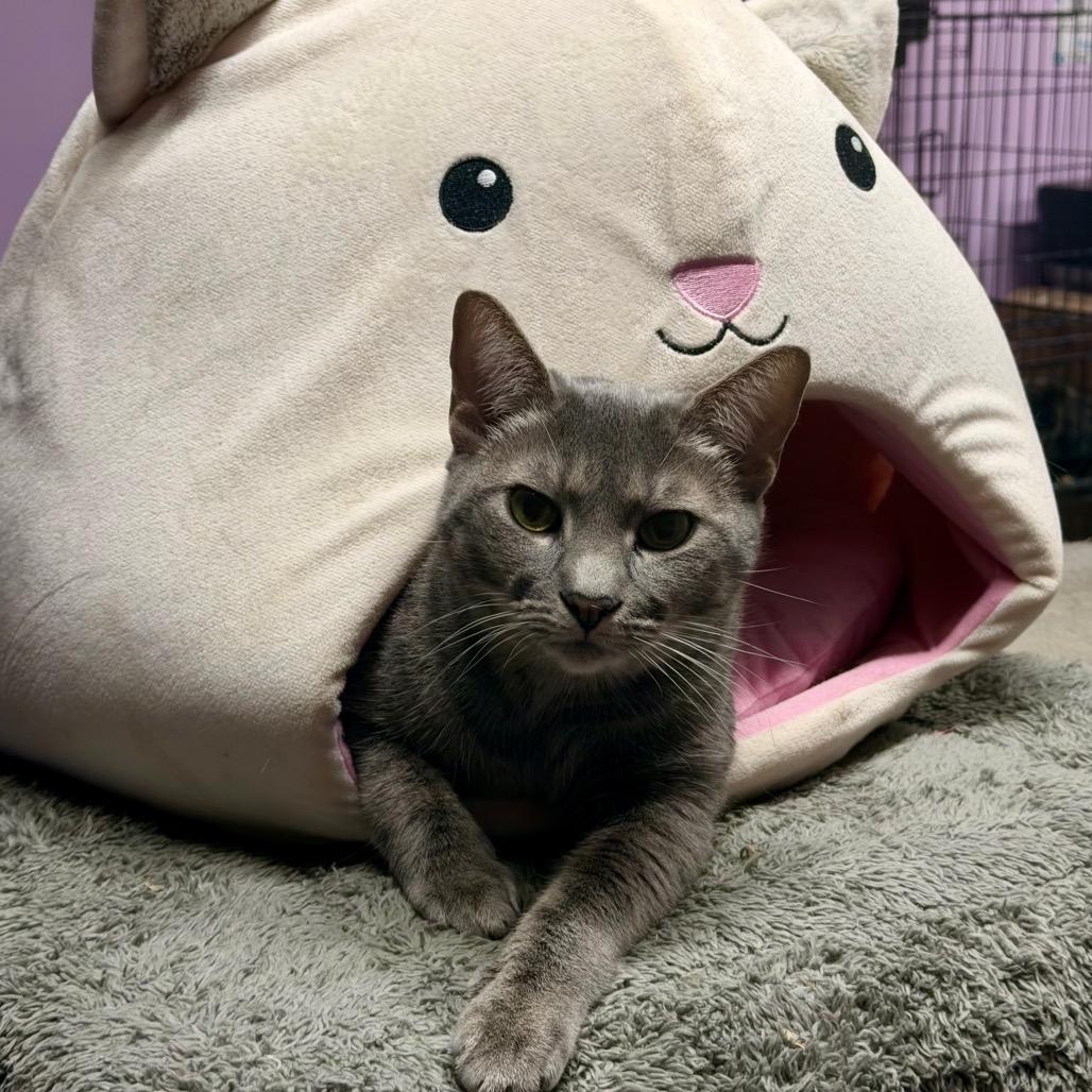 Enlarge Charlotte Rousse, a Adoptable Domestic Short Hair in Boerne, TX image 2/6