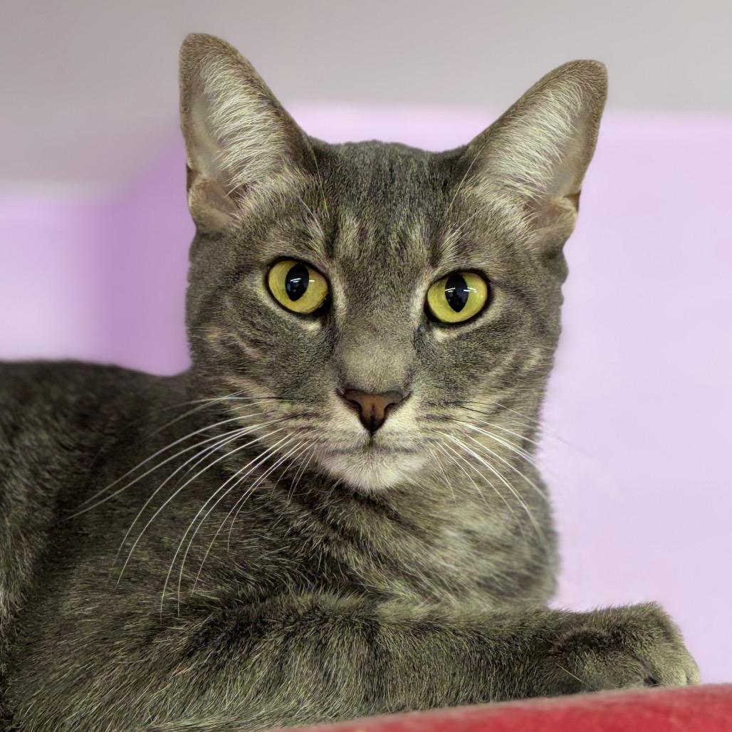 Enlarge Charlotte Rousse, a Adoptable Domestic Short Hair in Boerne, TX image 3/6