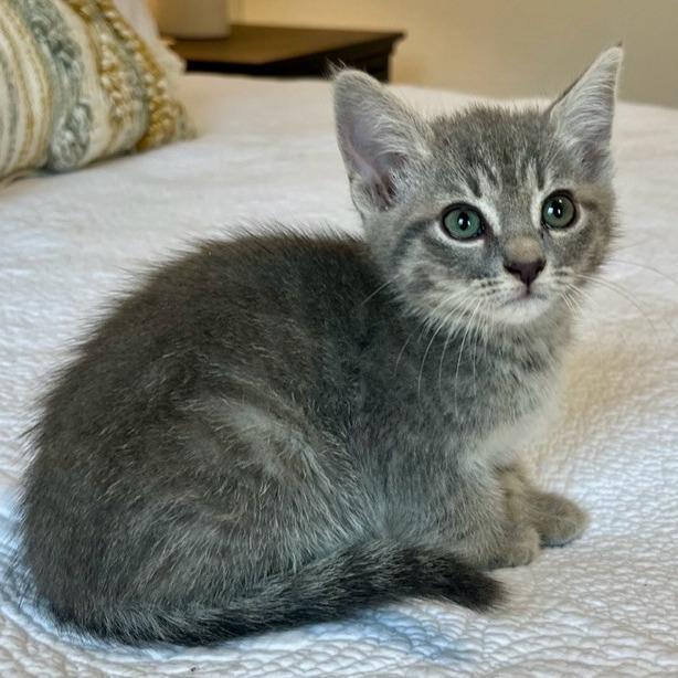 Enlarge Charlotte Rousse, a Adoptable Domestic Short Hair in Boerne, TX image 4/6