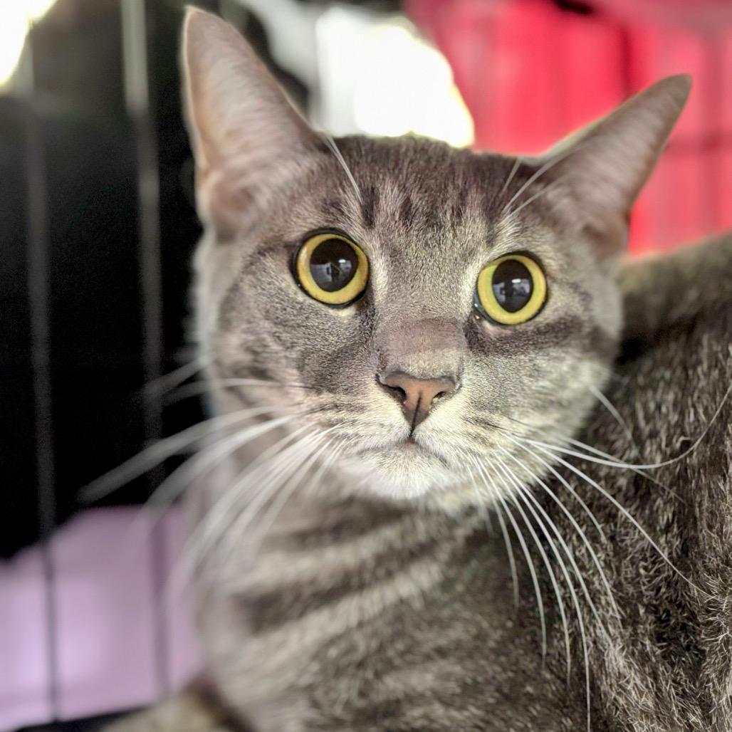 Enlarge Charlotte Rousse, a Adoptable Domestic Short Hair in Boerne, TX image 5/6