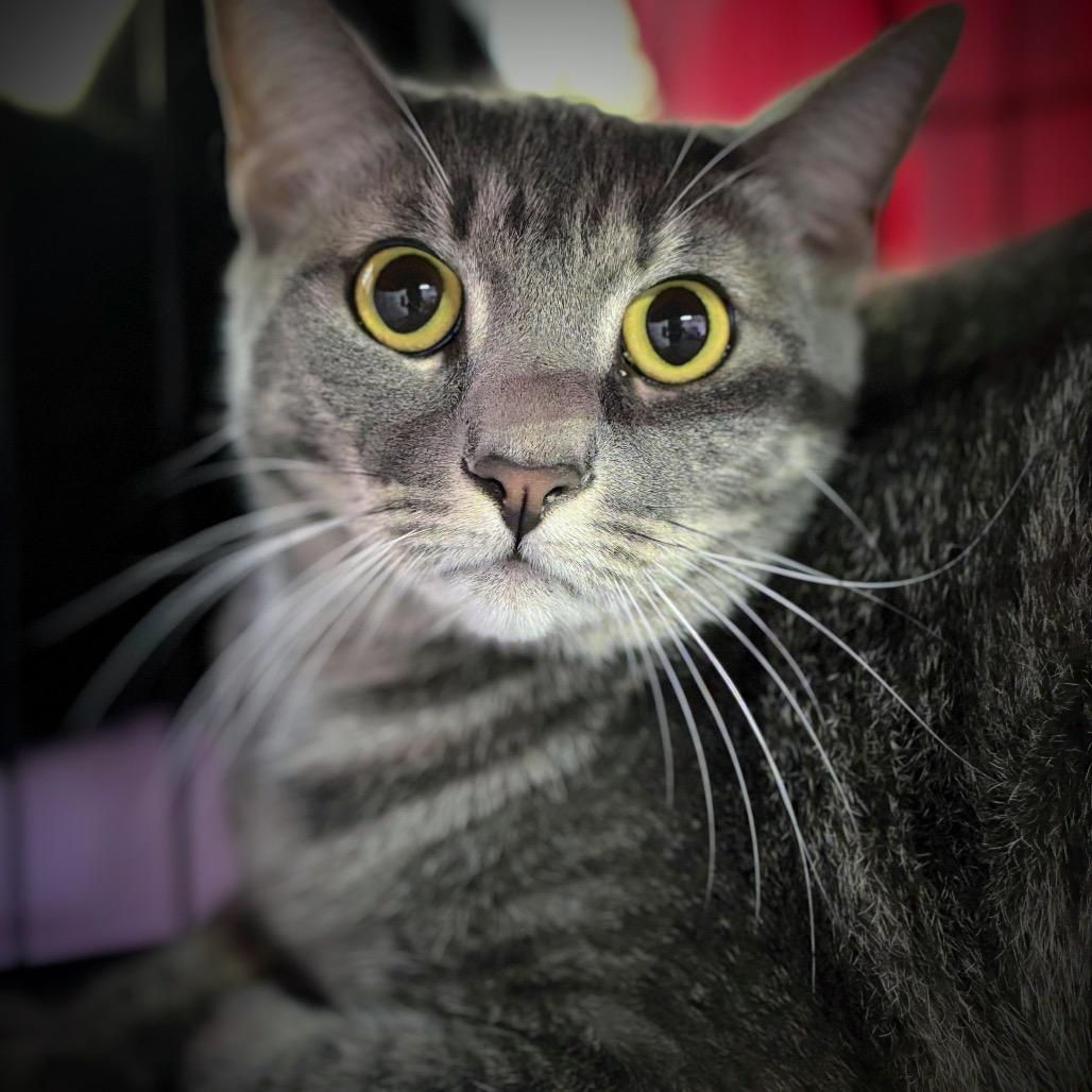 Enlarge Charlotte Rousse, a Adoptable Domestic Short Hair in Boerne, TX image 6/6