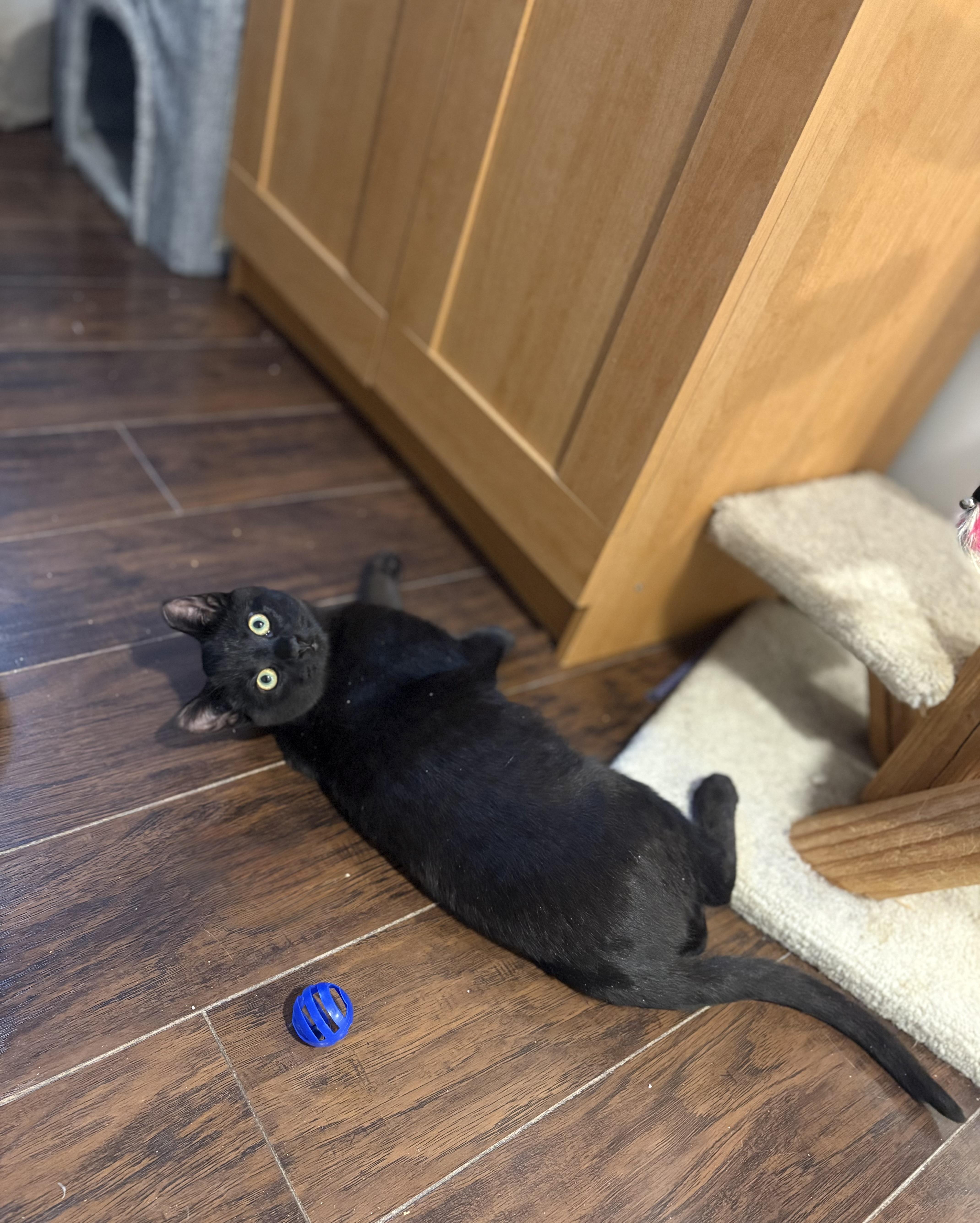 Enlarge Merlin, an adopted Domestic Short Hair in Calgary, AB image 3/3