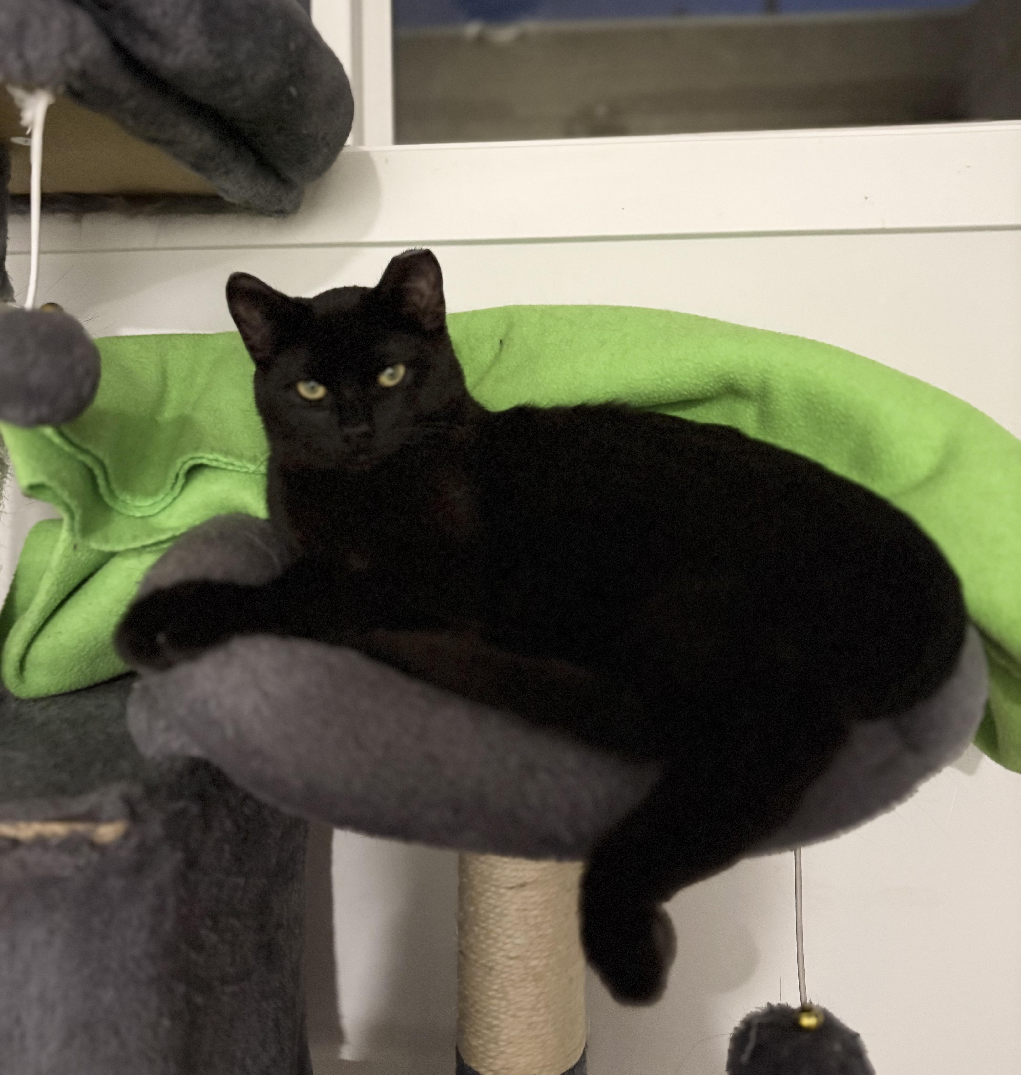 Enlarge Merlin, an adopted Domestic Short Hair in Calgary, AB image 2/3