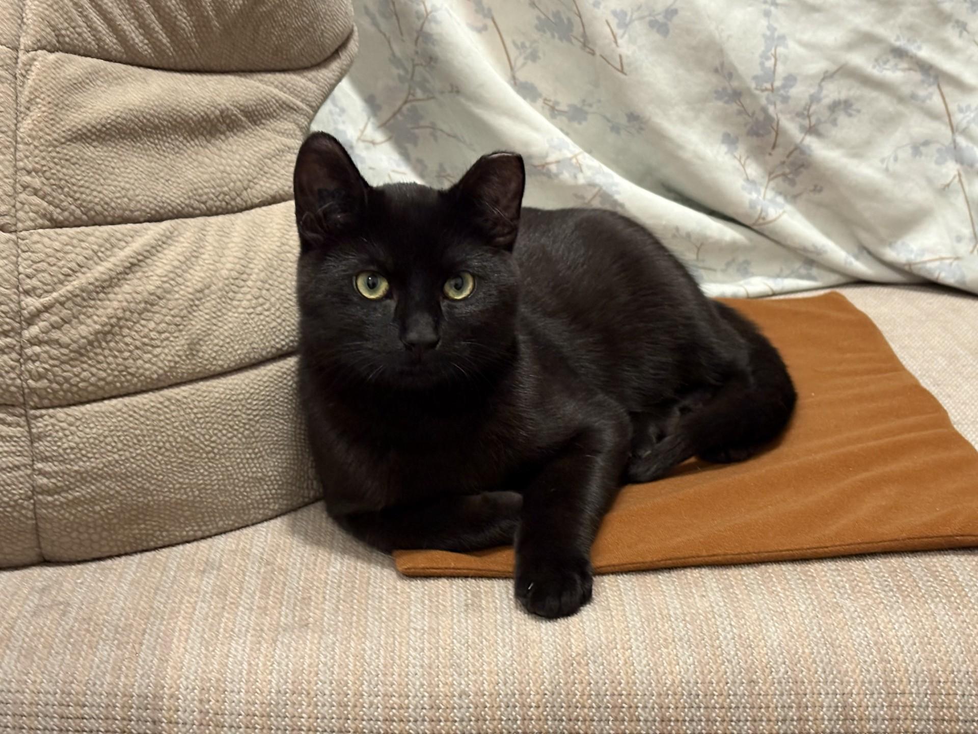 Merlin, adopted, Kitten Male Domestic Short Hair.
