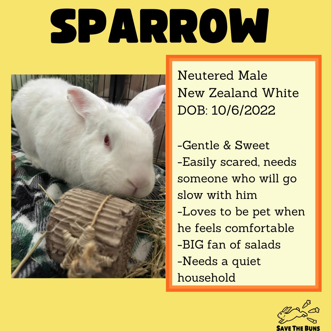 Enlarge Sparrow, a ADOPTABLE New Zealand in Stafford Springs, CT image 2/2