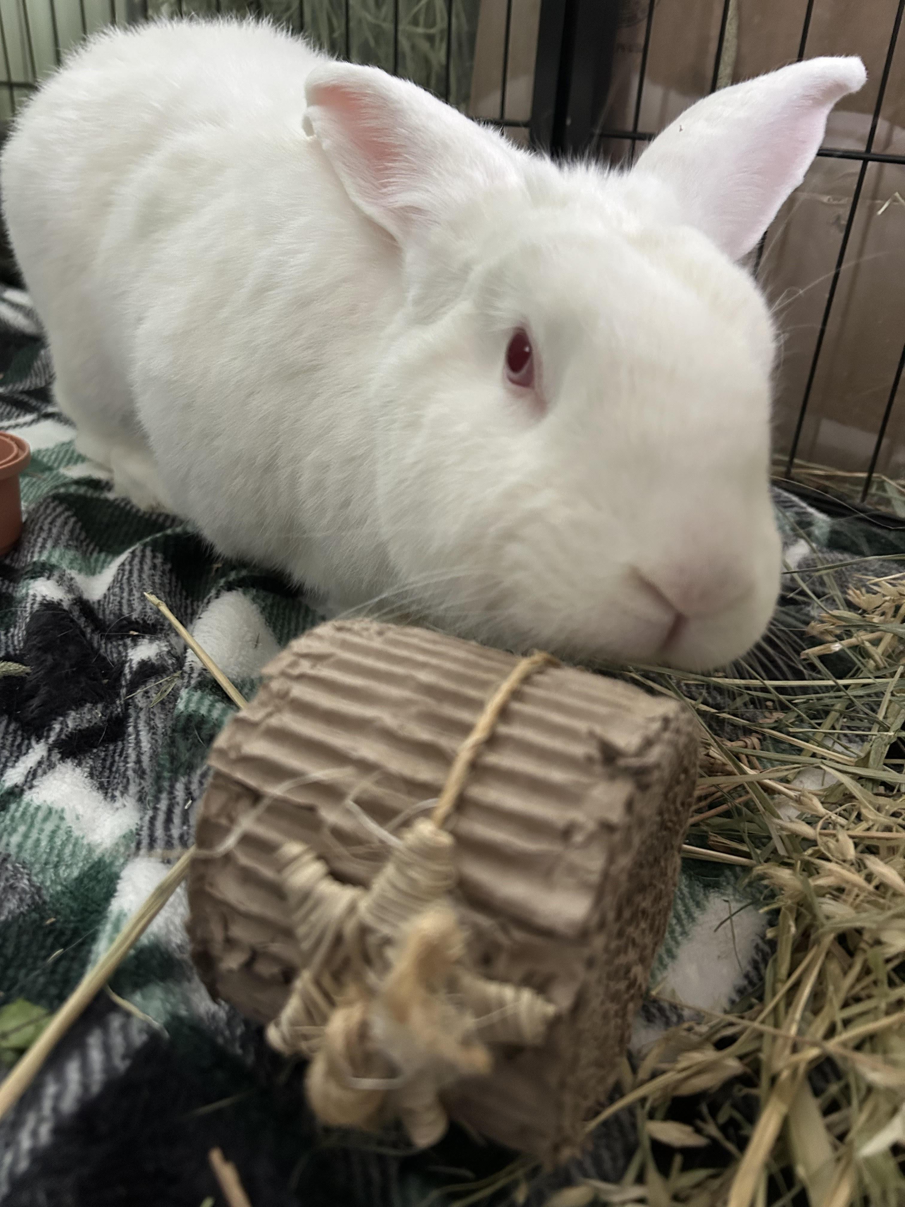 Sparrow, ADOPTABLE, Adult Male New Zealand.