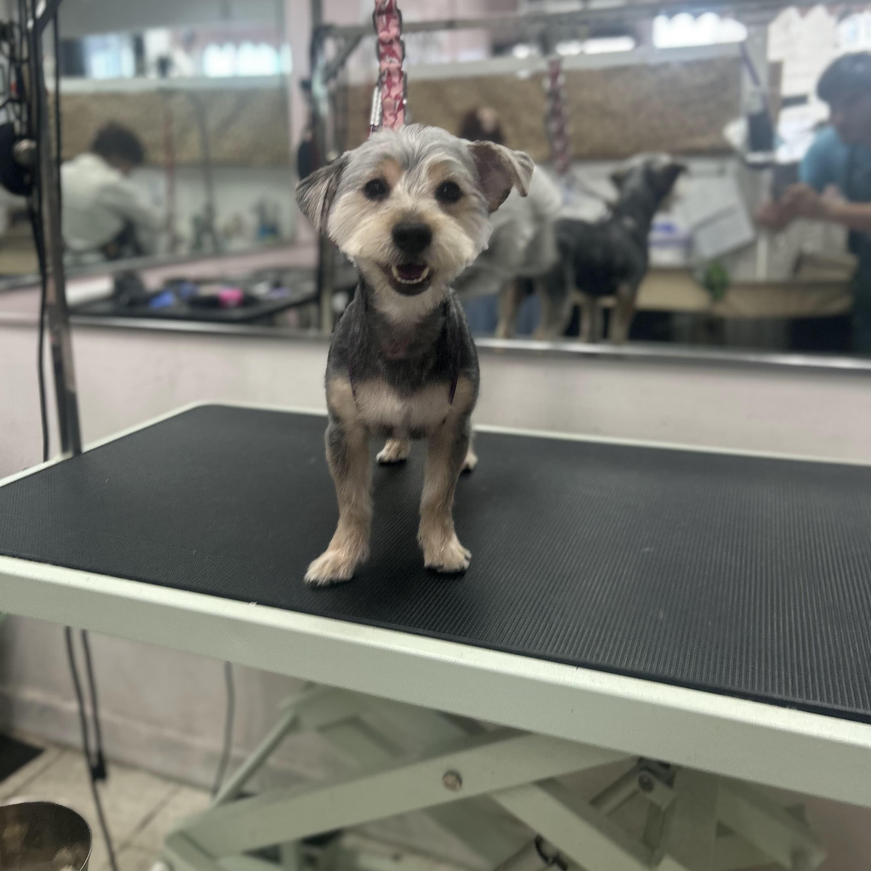 Teddy Ruxpin, ADOPTABLE, Adult Male Yorkshire Terrier.