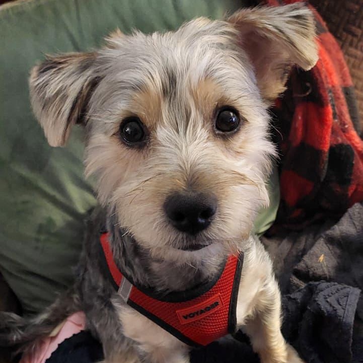 Teddy Ruxpin, a ADOPTABLE mixed breed in New York, NY image 2/3