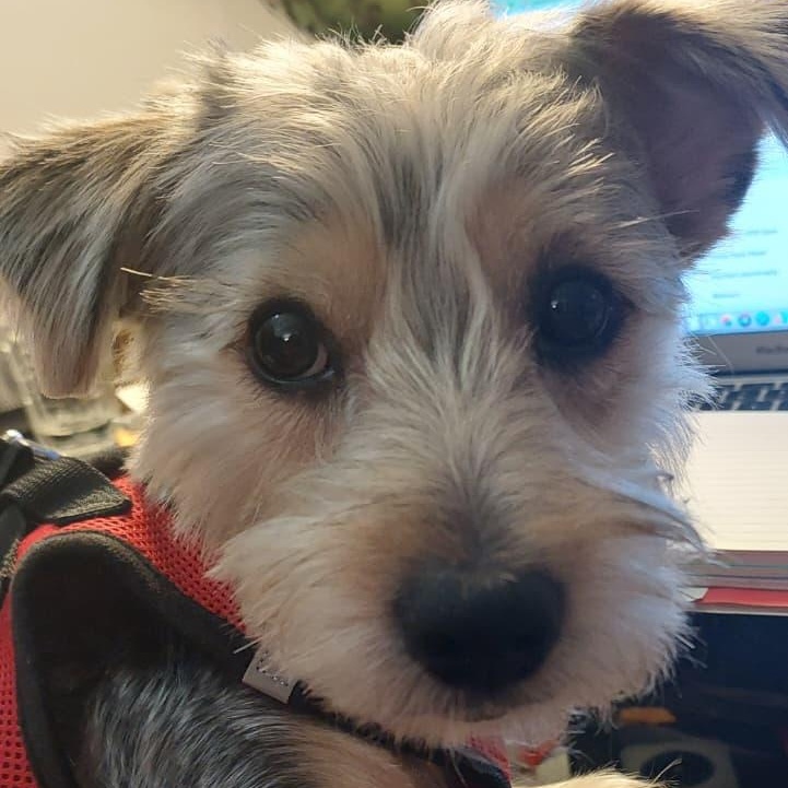 Teddy Ruxpin, a ADOPTABLE mixed breed in New York, NY image 3/3