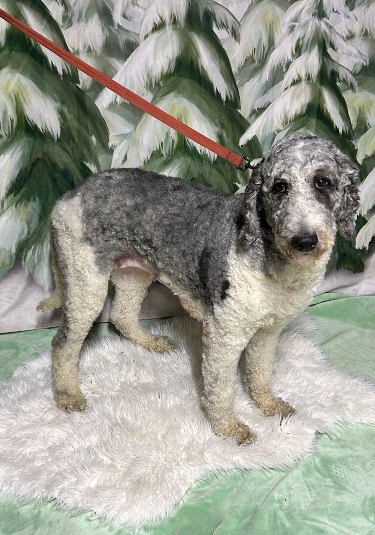 SASHA (ohiosdrescue@gmail.com), ADOPTABLE, Adult Female Goldendoodle.