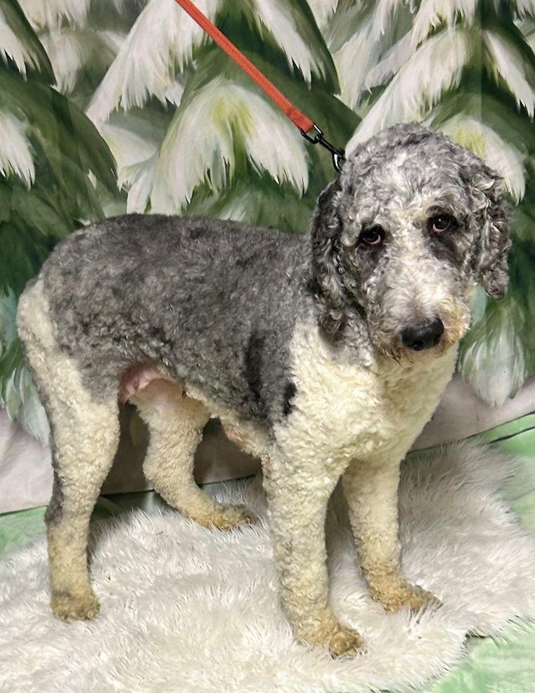 SASHA (ohiosdrescue@gmail.com), a ADOPTABLE Goldendoodle in Rossford, OH image 2/4