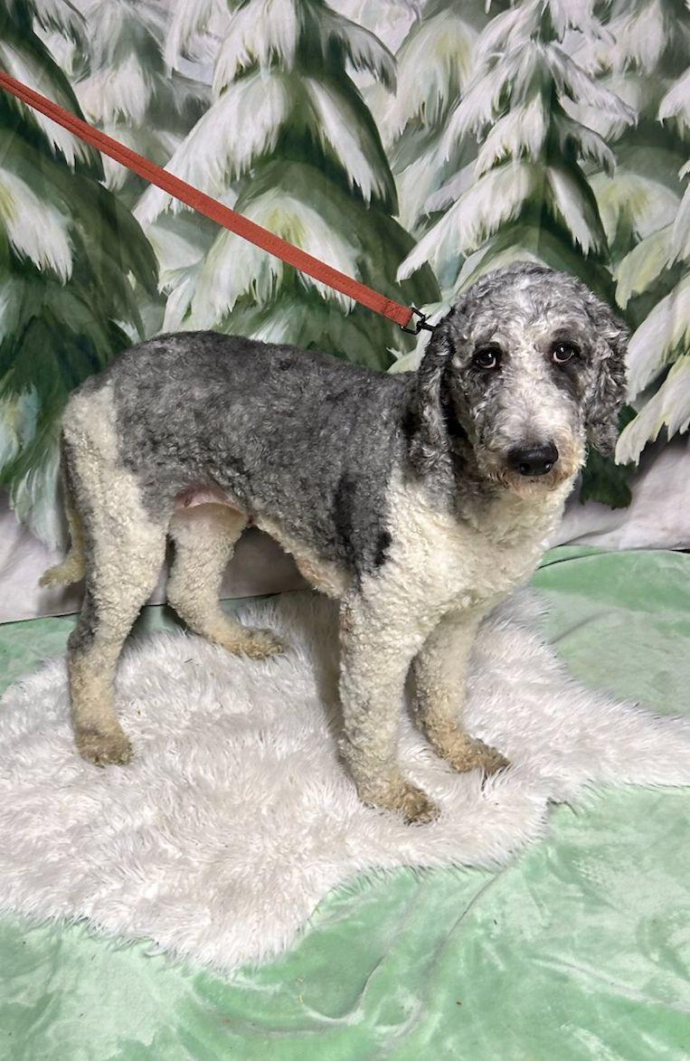 SASHA (ohiosdrescue@gmail.com), a ADOPTABLE Goldendoodle in Rossford, OH image 4/4