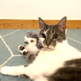 Mabel Wright, Adoptable, Adult Female Domestic Short Hair.